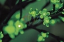 Светодиодное дерево "Сакура", высота 2,4м, диаметр кроны 2,0м, зеленые светодиоды, IP 65, понижающий трансформатор в комплекте Neon-Night
